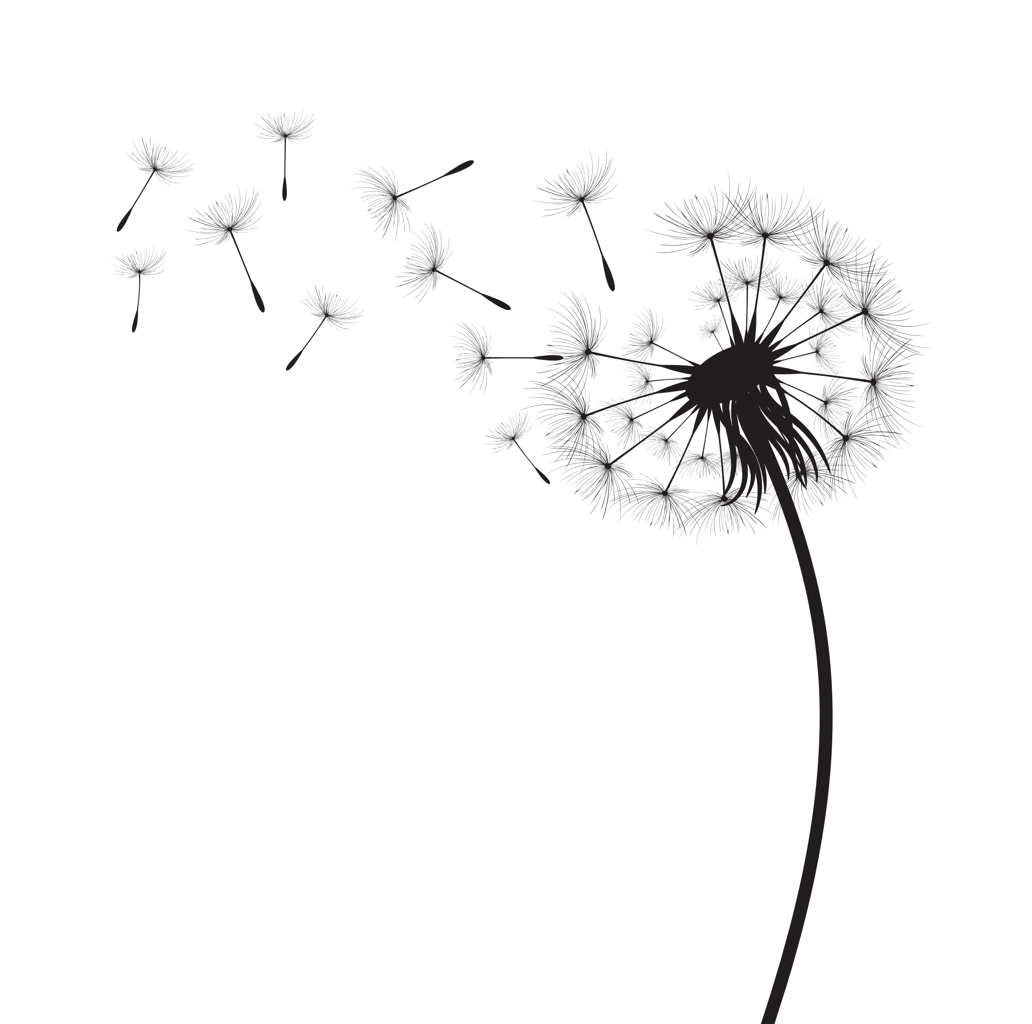Schwarze Pusteblume mit fliegenden Samen auf weißem Hintergrund